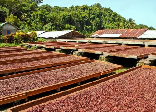 Spice & Chocolate Experience – Taste the True Flavors of Grenada